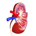 Kidney internal view in different form