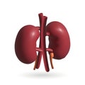 Kidney isolated 3d icon. Kidneys 3d illustration