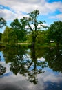 Kidney-like tree reflection Royalty Free Stock Photo