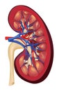 Kidney longitudinal section as vector Royalty Free Stock Photo