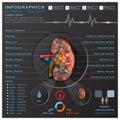 Kidney Medical Infographic Infochart