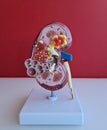 Kidney model. Organ donation concept in hospital and kidney anatomy for education Royalty Free Stock Photo