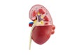 Kidney model isolated on white background with clipping path. Chronic kidney disease, treatment urinary system, urology, Estimated