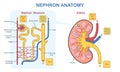 Kidney nephron anatomy vector concept