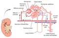 The kidney and nephron