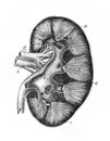 The kidney in the old book The Human Body, by K. Bock, 1870, St. Petersburg