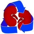 Kidney Organ Donation Icon Royalty Free Stock Photo