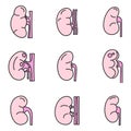 Kidney organ icons set vector color line