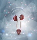 Kidney protection abstract design