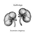 Kidney. Realistic hand-drawn icon of human internal organs. Engraving art. Sketch style. Design concept for your medical Royalty Free Stock Photo