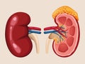 kidney realistic organs