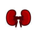 Kidney red icon vector illustration isolated on white background Royalty Free Stock Photo
