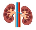 Kidney renal flat realistic icon. Human kidney anatomy vector organ icon