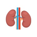 Kidney renal flat realistic icon. Human kidney vector organ icon. Anatomy urology or nephrology logo Royalty Free Stock Photo