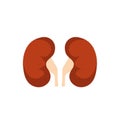 Kidney renal flat realistic icon. Human kidney vector organ icon.