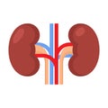 Kidney Renal on White Background. Vector