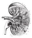 Kidney section, vintage engraving