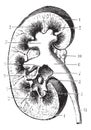 Kidney section, vintage engraving