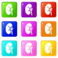 Kidney set 9