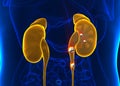 Kidney stones anatomy pain male internal organ painful cristaline mineral cross section - 3d illustration