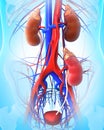 Kidney transplant Royalty Free Stock Photo