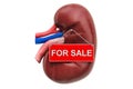 Kidney transplant or renal transplant concept. Kidney with For Sale hanging sign, 3D rendering