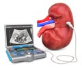 Kidney Ultrasound concept. Human kidney with medical ultrasound diagnostic machine, 3D rendering