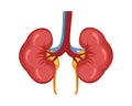 Kidney vector design. Realistic kidney anatomy pictures vector design