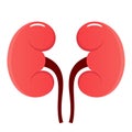 Kidney vector icon