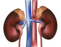 Kidneys