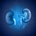 Kidneys abstract blue background