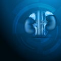 Kidneys abstract blue background