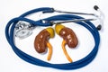 Kidneys and adrenal care and protection. Medical stethoscope folded into ring, surround kidneys & adrenals, symbolizing care, prot