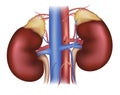 Kidneys and adrenal glands, blood supply Royalty Free Stock Photo