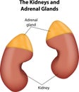 The Kidneys and Adrenal Glands Royalty Free Stock Photo