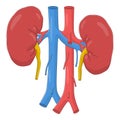 Kidneys Royalty Free Stock Photo