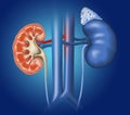 Kidneys anatomy on blue background, medically illustration