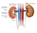 Kidneys anatomy, medically illustration, labeled