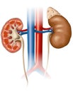 Kidneys anatomy, medically illustration