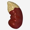 Kidneys