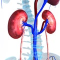 Kidneys