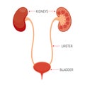 Kidneys And Bladder, Human Internal Organ Diagram