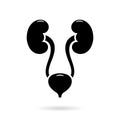 Kidneys and bladder logo, human urinary system