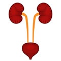 Kidneys and bladder, vector Royalty Free Stock Photo