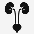 Kidneys and bladder, vector Royalty Free Stock Photo