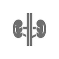 Kidneys, buds, human organ, urology grey icon.