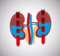 Kidneys cleaning blood with water inside. Blood circulates throught kidneys