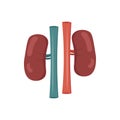 Kidneys clipart. Kidney isolated flat icon