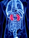 The kidneys Royalty Free Stock Photo