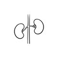 Kidneys hand drawn outline doodle icon.